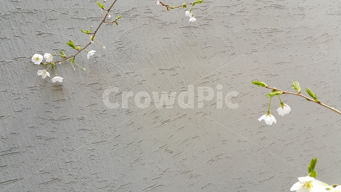 벚꽃,벚꽃나무,봄꽃,나무,식물,봄,계절,spring,season,자연,풍경,nature,landscape,식물,plants,꽃,flower