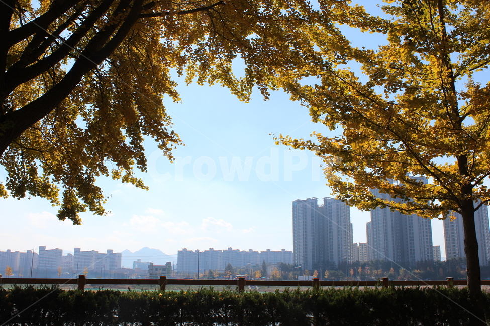단풍,가을,가을풍경,풍경,은행,가을,계절,fall,autumn,season,자연,풍경,nature,landscape,tree,나무,plant,식물,tree trunk,나무 줄기