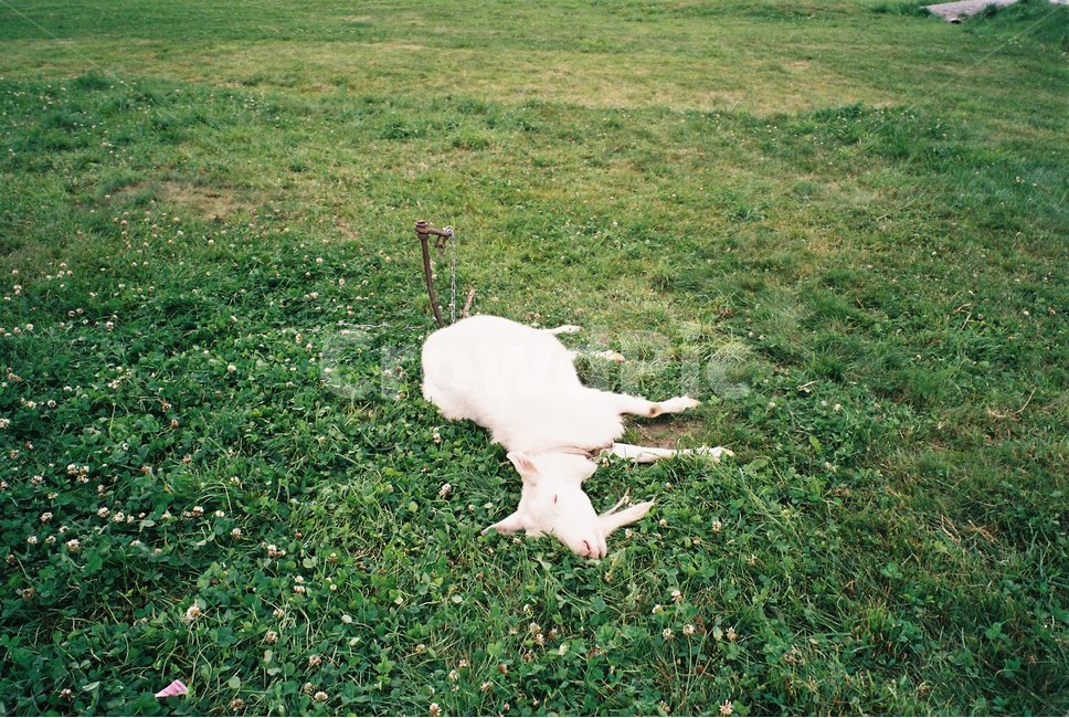 plant,식물,grass,잔디,ground,바닥,염소,잠,sleep,goat,동물,animal