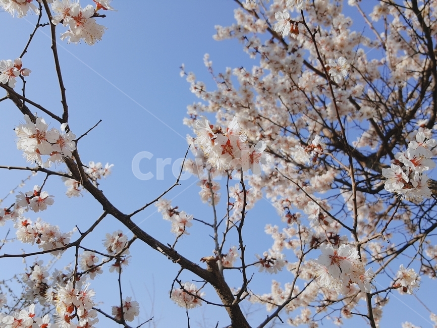 벛꽃,꽃,하늘,꽃가지,봄,봄,계절,spring,season,plant,식물,blossom,flower,cherry blossom,벚꽃