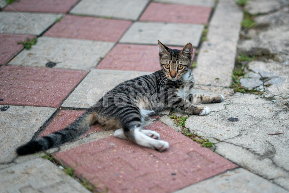 길고양이,고양이,길냥이,동물,아기고양이,새끼고양이,cat,pet,animal,코리안숏헤어,포유류,코숏,동물,animal,포유류,mammal,고양이,cat,kitten,kitty