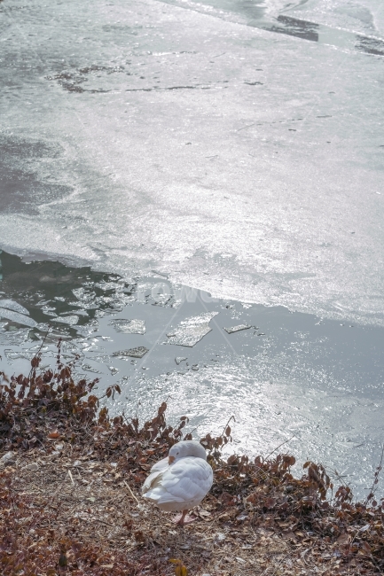 거위,겨울잠,공원,호수,빙판,한파,새,동물,자연,겨울,계절,winter,season,동물,animal,조류,새,birds