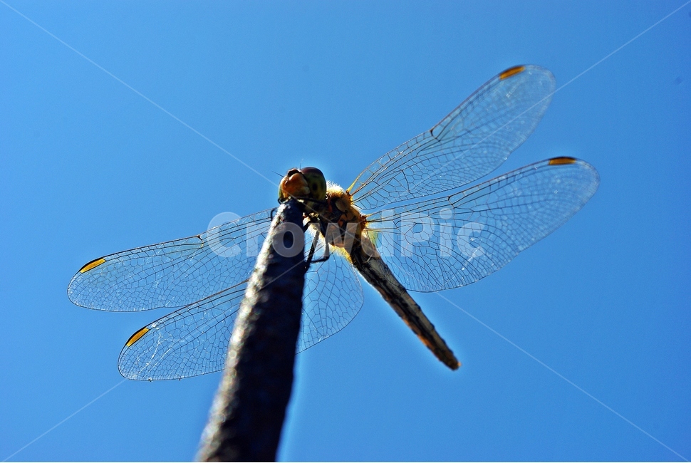 잠자리,dragonfly,가을하늘,고추잠자리,곤충,autumnsky,insectlife,가을,하늘