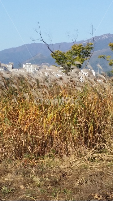 갈대,가을,푸른하늘,갈대숲,fall,reed,fieldofreeds,자연,풍경,nature,landscape,grass,잔디,plant,식물,lawn