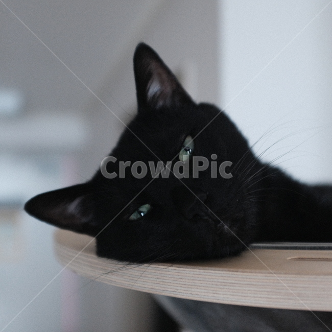 cat,고양이,pet,애완동물,animal,동물,mammal,포유류,반려묘,애완묘,검은고양이,코리안숏헤어,koreanshorthair,애완동물