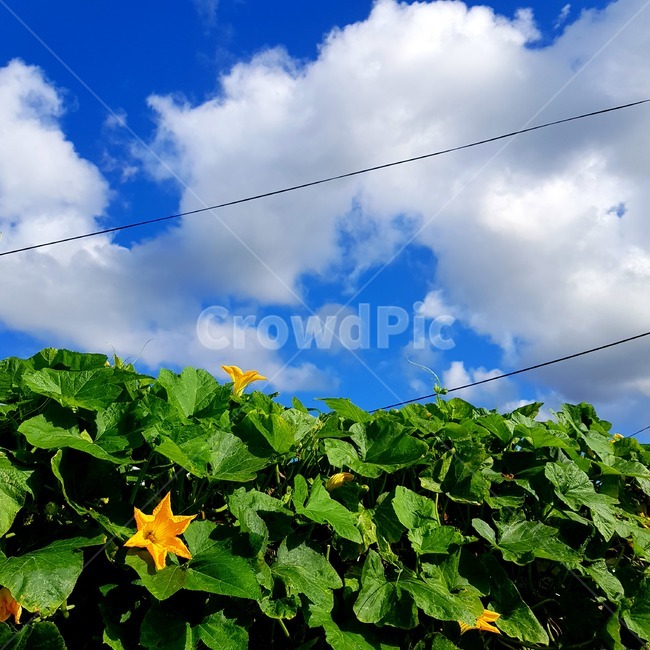 잎,식물,꽃,호박꽃,맑음,시골,자연,leaf,flower,blossom,countryside,nature,자연,풍경,nature,landscape,plant