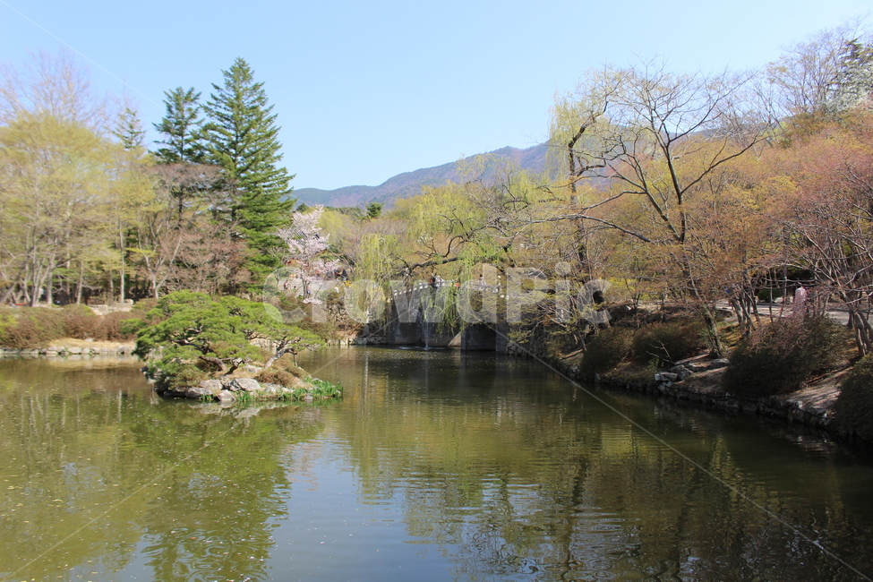 나무,봄,자연,불국사,호수,자연,풍경,nature,landscape,water,물,outdoors,옥외,land,땅