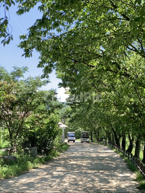 길,나무,자연,그림자,시골