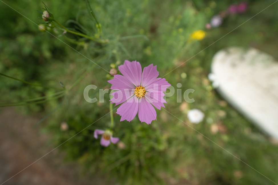 꽃,식물,flower,plant,botanical,식물,자연,plants,nature,꽃,flower