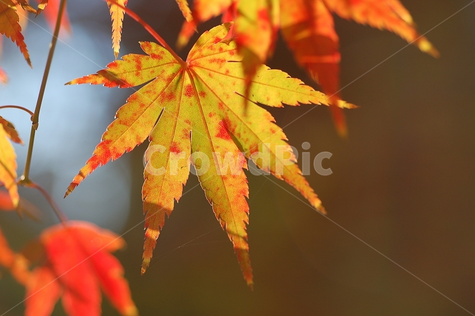 단풍,단풍잎,가을,빨강,화려함,Colorful,Autumn,계절,season,가을,계절,fall,autumn,season,식물,자연,plants,nature,leaf,잎,plant,tree,나무,maple