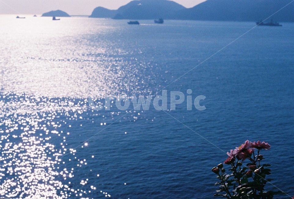 꽃,바다,배,햇살,수평선,자연,풍경,nature,landscape,식물,plants,꽃,flower,휴식,힐링,rest,relaxation,healing,sea,outdoors,옥외,ocean,대양,water,물,land,땅,shoreline,해안선
