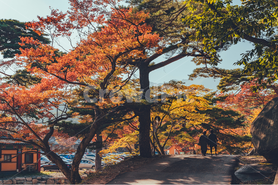 절,통도사,가을,단풍,낙엽,감성,가을,계절,fall,autumn,season,자연,풍경,nature,landscape,사람,인물,인간,human,person,tree,나무,plant,식물,tree trunk,나무 줄기,maple