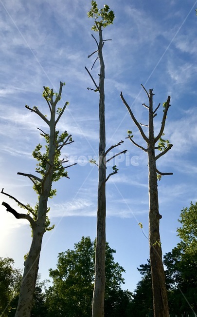 식물,나무,나무줄기,하늘,구름,plant,tree,treetrunk