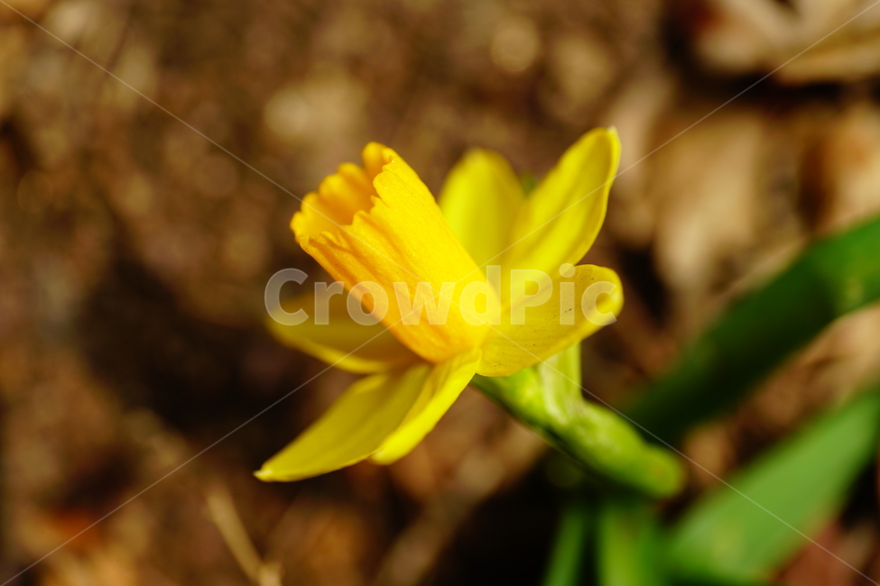 수선화,한국자연,꽃,꽃사진,플라워,flower,봄,봄꽃,spring,식물,plants,자연,nature,풍경,landscape,계절,season,snap,스냅,접사,macro,closeup,클로즈업,감성사진,감성,힐링,healing,느낌,feel,feeling,꽃밭,화단,나무,나뭇가지,tree,꽃봉오리,4월,April,봄,계절,spring,season,식물,자연,plants,nature,꽃,flower,plant,blossom
