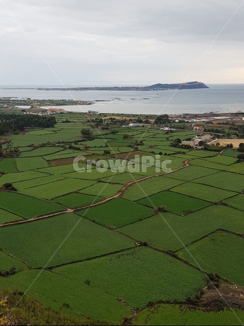 제주도,우도,돌담,돌담밭,제주밭담,시골,마을,풍경,landscape,country,rural,town