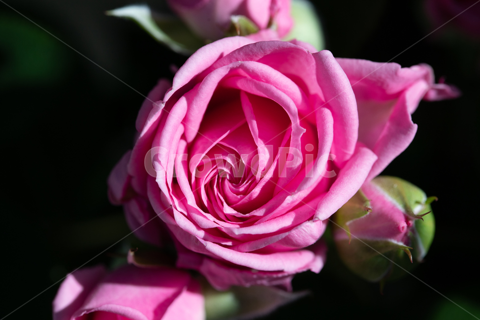 자연,꽃,장미,붉은색,rose,붉은장미,봄,계절,spring,season,식물,자연,plants,nature,꽃,flower,plant,blossom