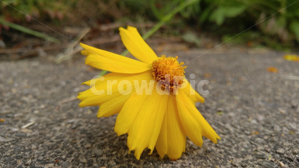 큰금계국,국화,꽃,노랑꽃,노랑색,식물,녹색,감성,배경,계절,chrysanthemun,flower,yellowflower,yellow,flant,green,emotional,background,season