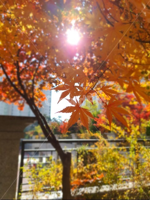 가을,나무,단풍놀이,식물,tree,단풍나무,가을,계절,fall,autumn,season,leaf,잎,plant