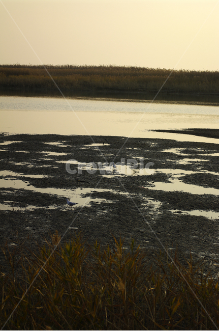 노을,풍경,plant,갯벌,강,순천만,자연,풍경,nature,landscape,한국자연풍경,한국자연경관,korea nature landscape,outdoors,옥외,land,땅,water,물