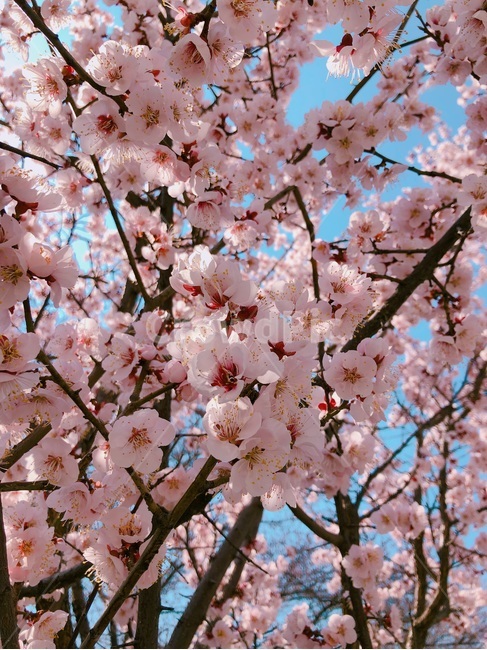 벚꽃,벚꽃축제,나무,벚꽃나무,봄,핑크