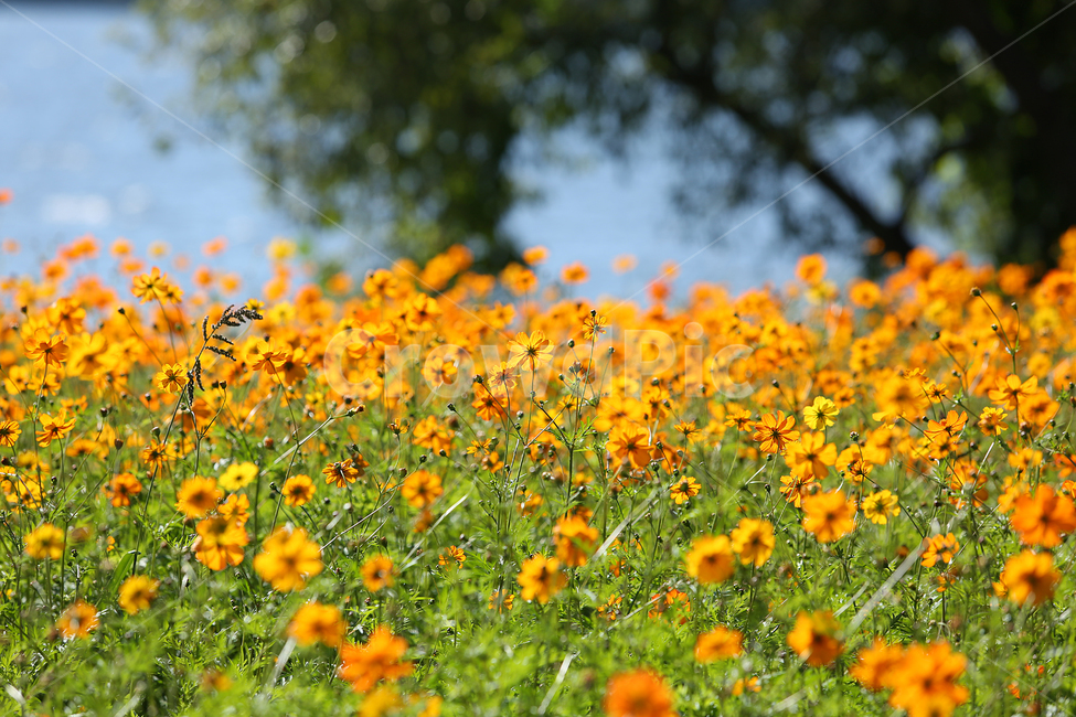 물의정원,황하코스모스,노랑코스모스,노랑,꽃,flower,yellow,cosmos,yellowcosmos,가을,계절,fall,autumn,season,식물,자연,plants,nature,꽃,flower,grassland,목초지,field,들,outdoors,옥외,rural,농촌,farm,농장,meadow