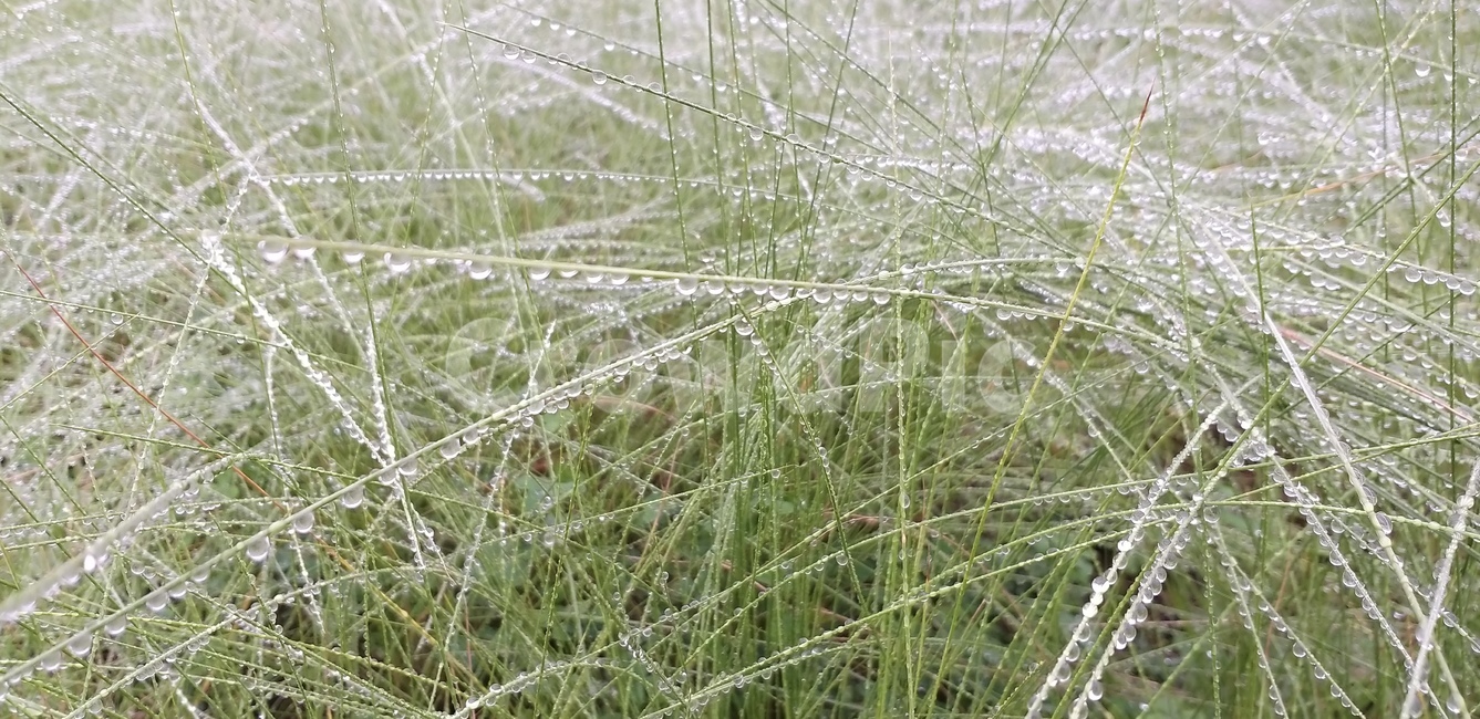 물방울,이슬,자연,식물,비,식물,자연,plants,nature
