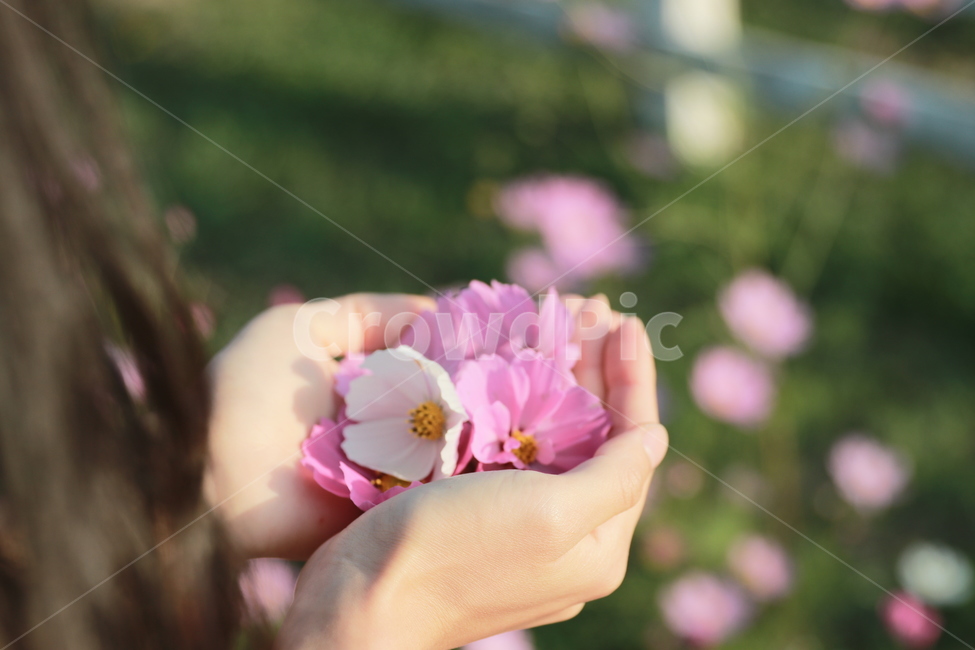 코스모스,여자손,꽃,보케,가을,플레어,빛,가을,계절,fall,autumn,season,꽃,flower