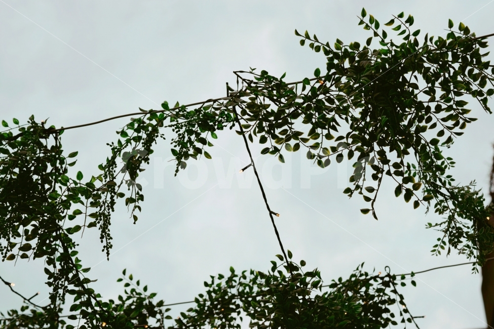 하늘,풀,나무,자연,구름,식물,자연,plants,nature