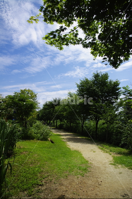길,초록,나무,잎,식물,plant,자연,nature,숲,하늘,구름