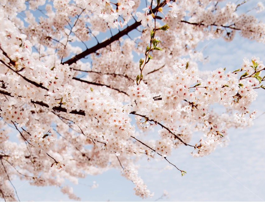 봄,벚꽃,꽃잎,flower,cheeryblossom,봄꽃