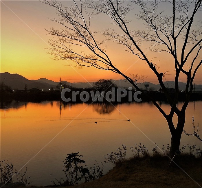자연,outdoors,오리,나무,연못