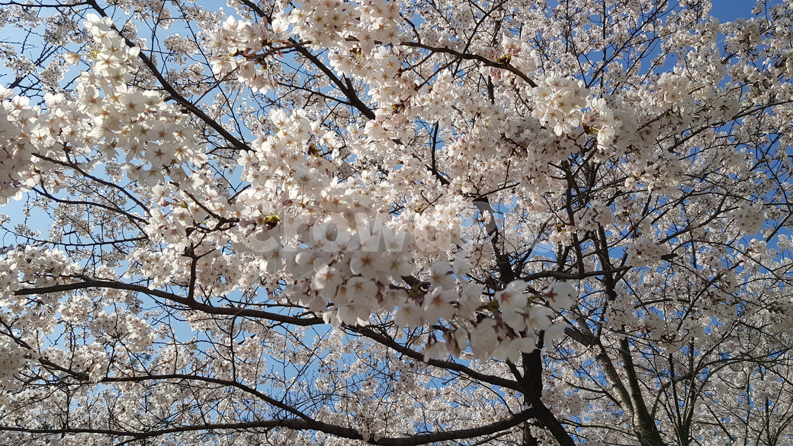 꽃,벚꽃,봄,봄날,공원,이쁨