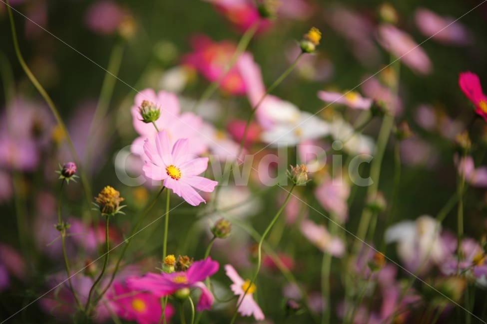 코스모스,가을,화랑대역,데이트,감성,빛,분홍,핑크,사랑,배경,ppt,식물,자연,plants,nature,가을,계절,fall,autumn,season,꽃,flower,geranium,제라늄,blossom,plant,petal,꽃잎
