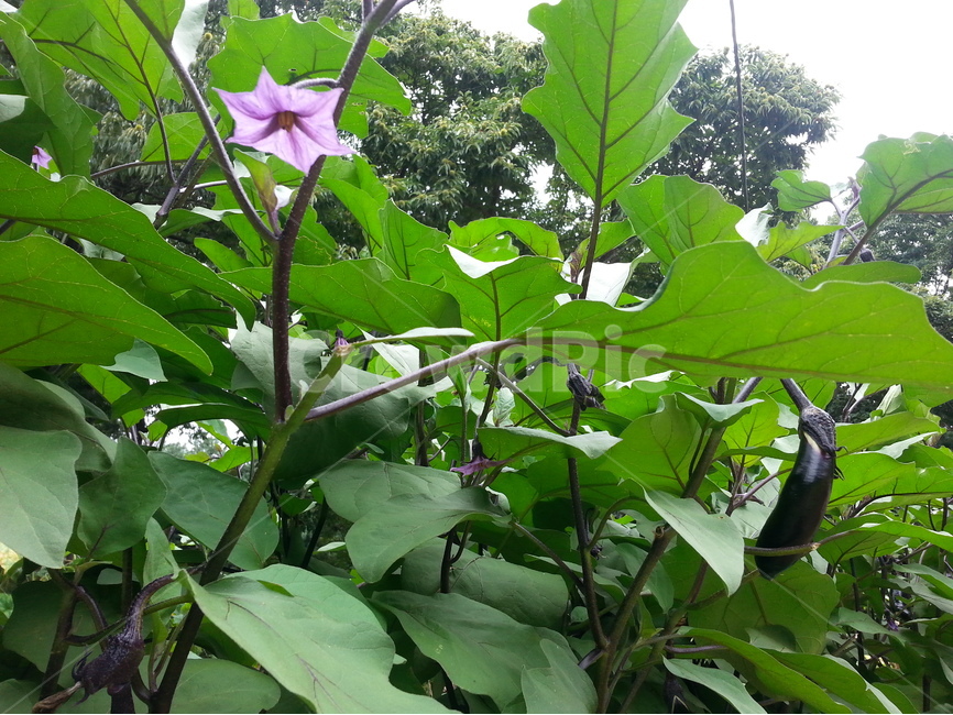 가지,가지꽃,잎맥,그린,보라,녹색,vein,nerve,leaf,eggplant,violet,잎,꽃,줄기,식물,농작물,채소,식물,자연,plants,nature,꽃,flower
