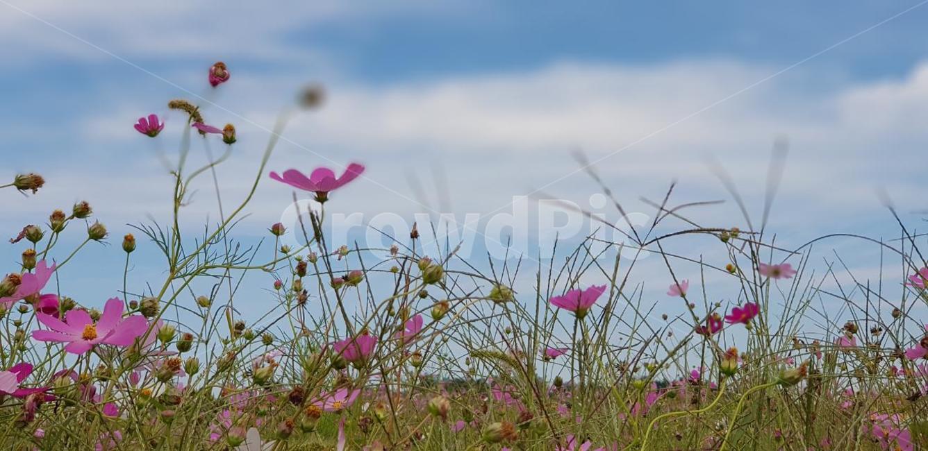 가을,코스모스,꽃,식물,자연,계절,붉은색,핑크,순수,감성,cosmos,red,pink,fall,nature,autumn,green,white,하늘,구름,sky,가을,계절,fall,autumn,season,식물,자연,plants,nature,꽃,flower,plant,field,들