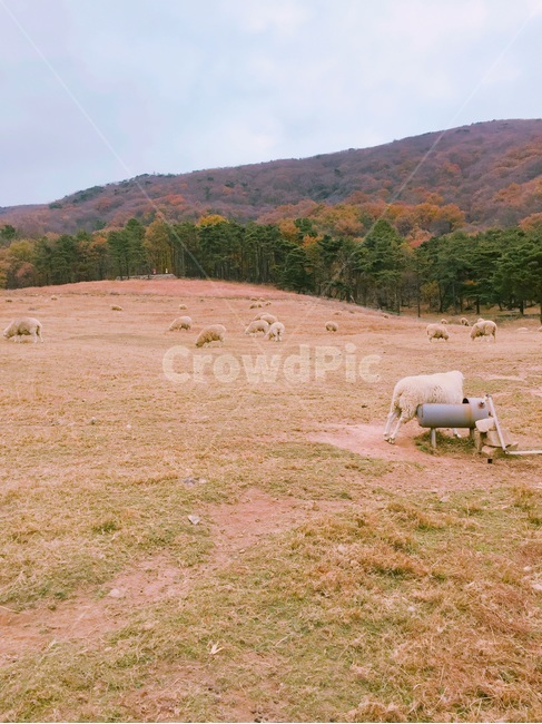 목장,양,들판,자연,nature,들,field,목축업,목장,livestock farming,ranching,pasture