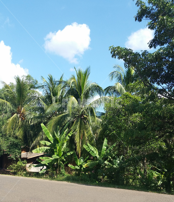 야자수,coconuttree,여름,summer,outdoors,옥외,나무,아스팔트,하늘,구름,더운,여름나라,식물,자연,plants,nature