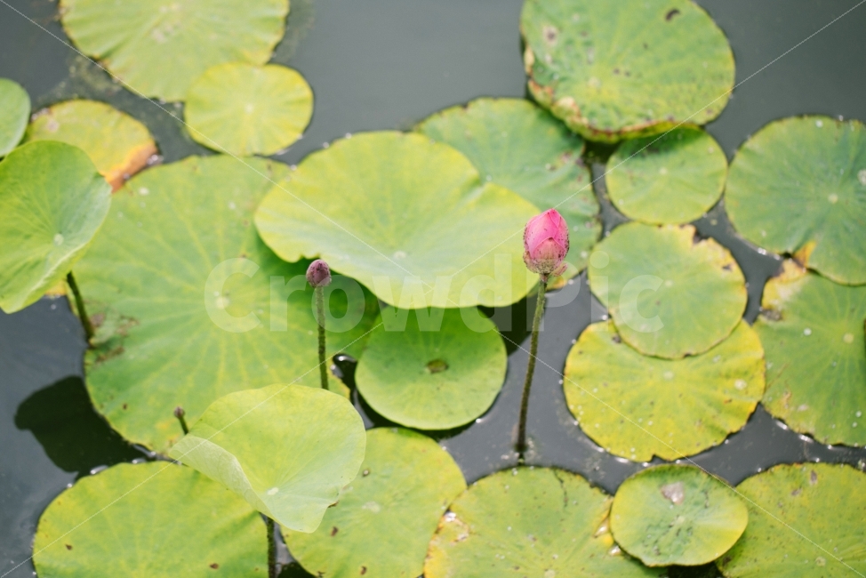 연꽃,덕진공원,연잎,꽃,초록,flower,plant,물,호수,식물,자연,plants,nature,꽃,flower