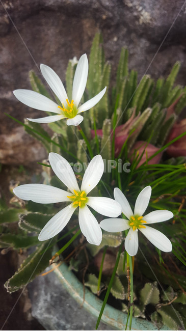 꽃,생화,식물,근접,flower