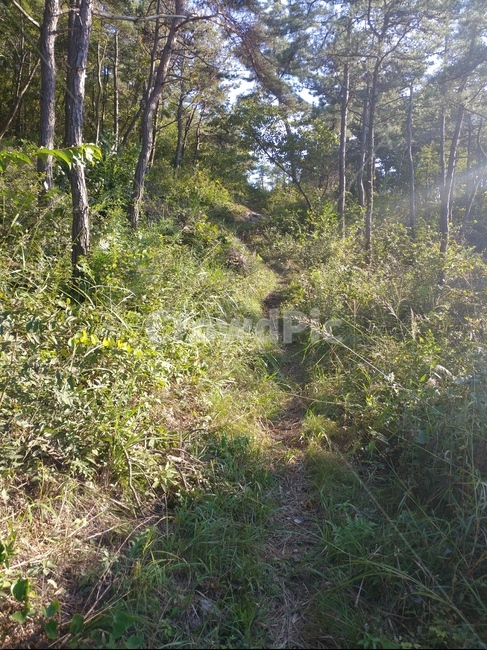 오솔길,물길,등산,숲길,나무,숲,자연,nature,outdoors,land,옥외,plant,식물,tree