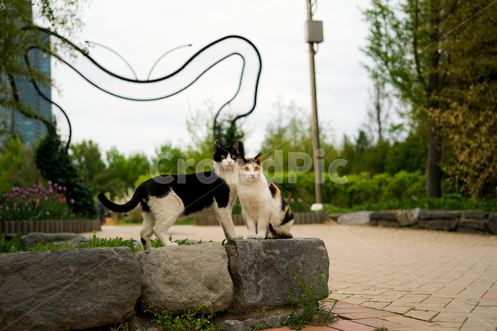 고양이,동물,포유류,길냥이,cat,animal,pet,동물,animal,포유류,mammal,고양이,cat,kitten,kitty