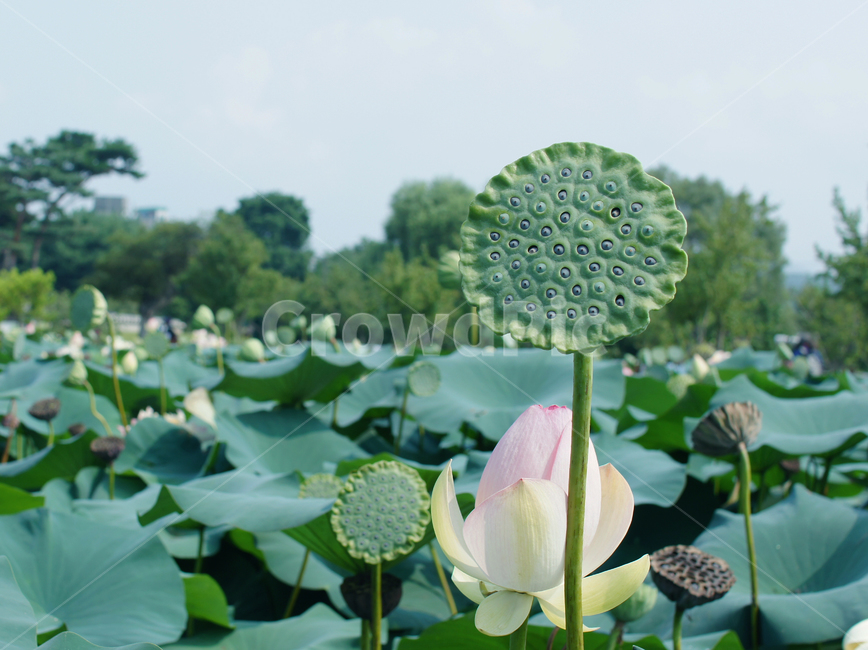 연잎,자연,이슬,새벽,감성,식물,여름,nature,dawn,연꽃,식물,자연,plants,nature,꽃,flower