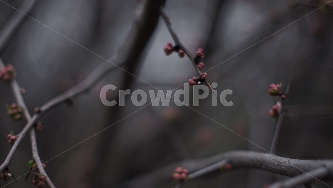 flower,꽃,blossom,sprout,새싹,싹,plant,식물,꽃눈,봄꽃,봄나무,가지,꽃봉오리,꽃봉우리,나무,나뭇가지,겨울