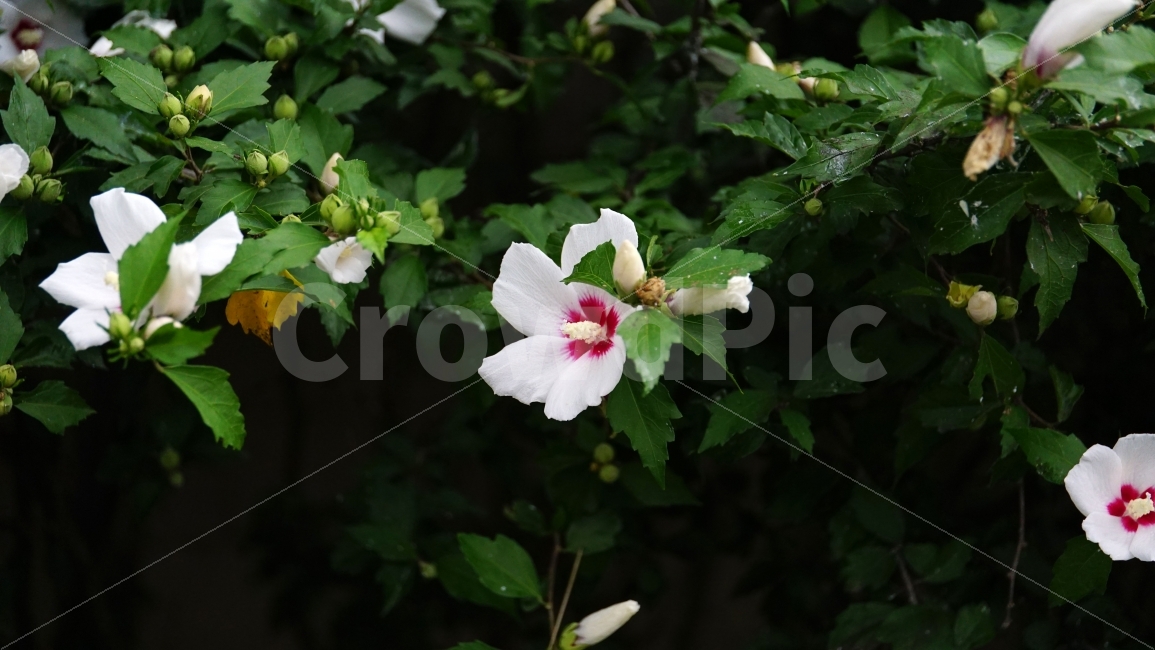 무궁화,꽃,식물,플라워,자연,flower,nature,여름,7월,summer,국화,한국,korea,풍경,landscape,꽃사진,plants,식물,자연,plants,nature,꽃,flower
