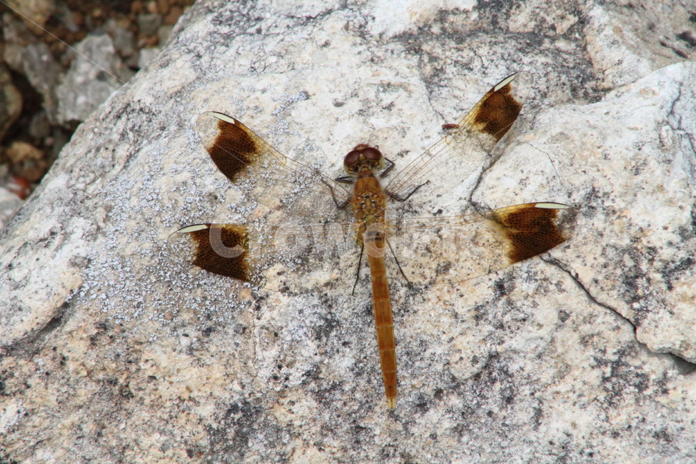 잠자리,절지동물,곤충,동물,dragonfly,동물,animal,곤충,벌레,insect,bug