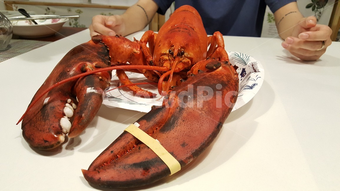 해산물,seafood,랍스터,lobster,해양생물