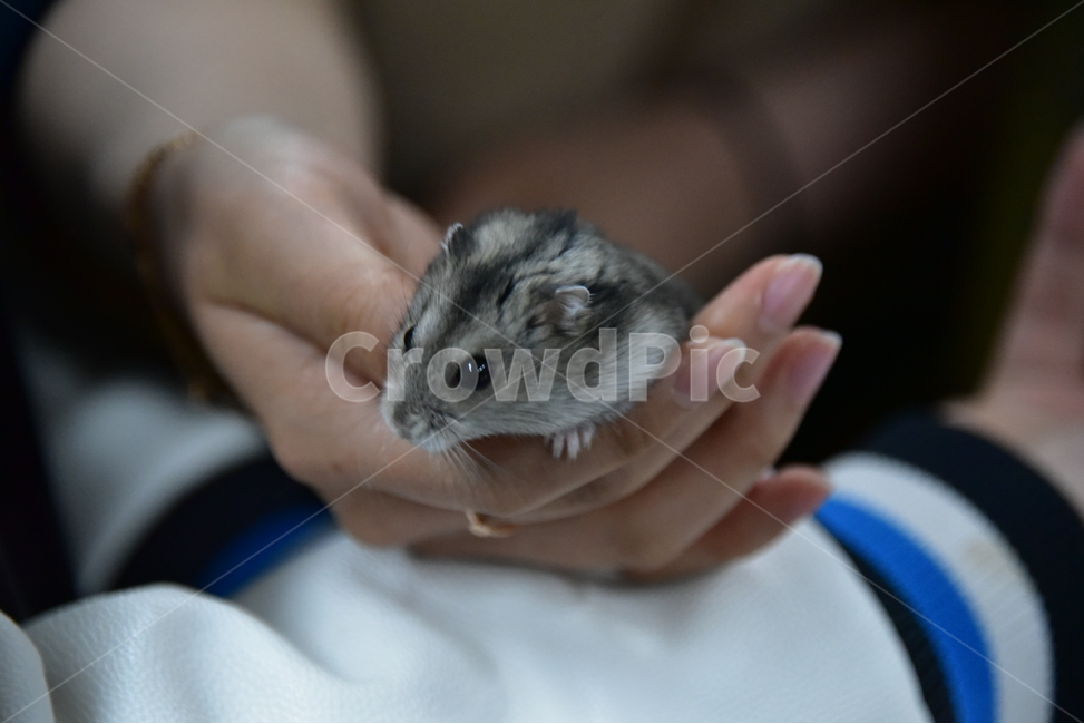 햄스터,동물,애완동물,포유류,펫,귀여움,귀여운,hamsters,mammals,pets,pet,cute,동물,animal,포유류,mammal
