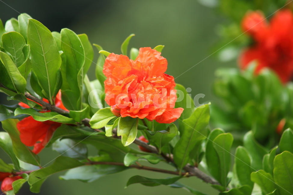 석류,꽃,석류꽃,여름,pomegranate