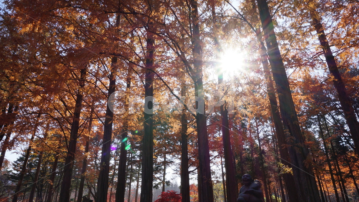 단풍,가을,단풍나무,단풍숲,단풍잎,햇빛,햇볕,따스함,가을,계절,fall,autumn,season,자연,풍경,nature,landscape,light,빛,flare,플레어