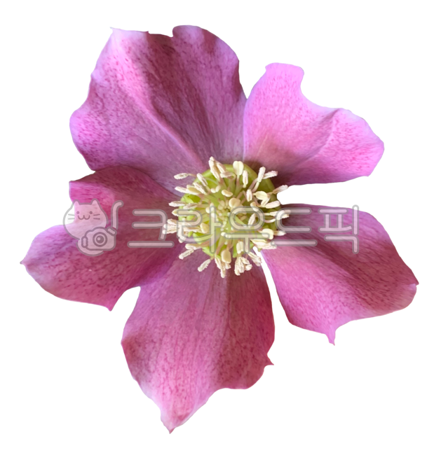 pink,anther,Rose,summer,Flower Nokki,spring flowers,spring,petal,Christmas Rose,flower png,nature,pink flower,flower,natural object,plant,a flower,rose,summer flowers
